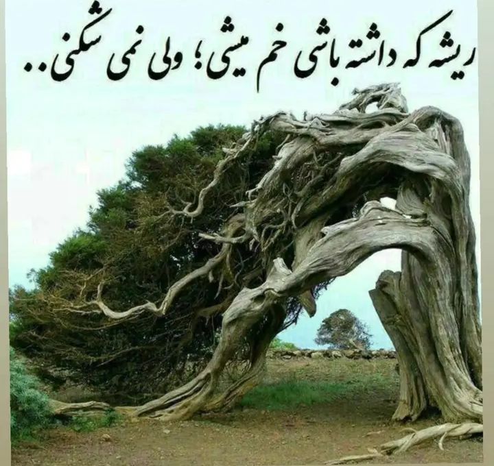 خرید وشادی نویسنده