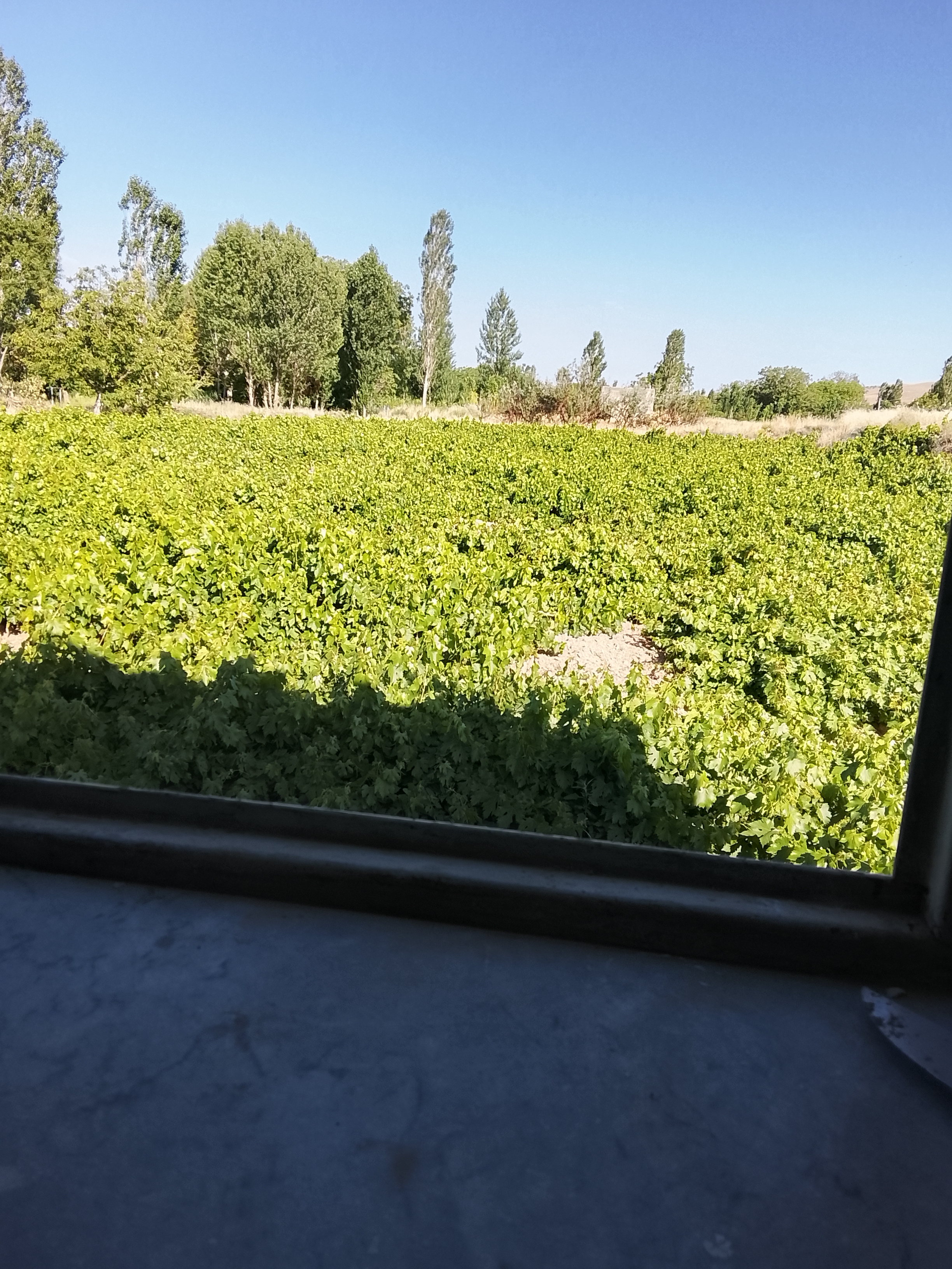 بر روی دوش بادم گویی سوار2