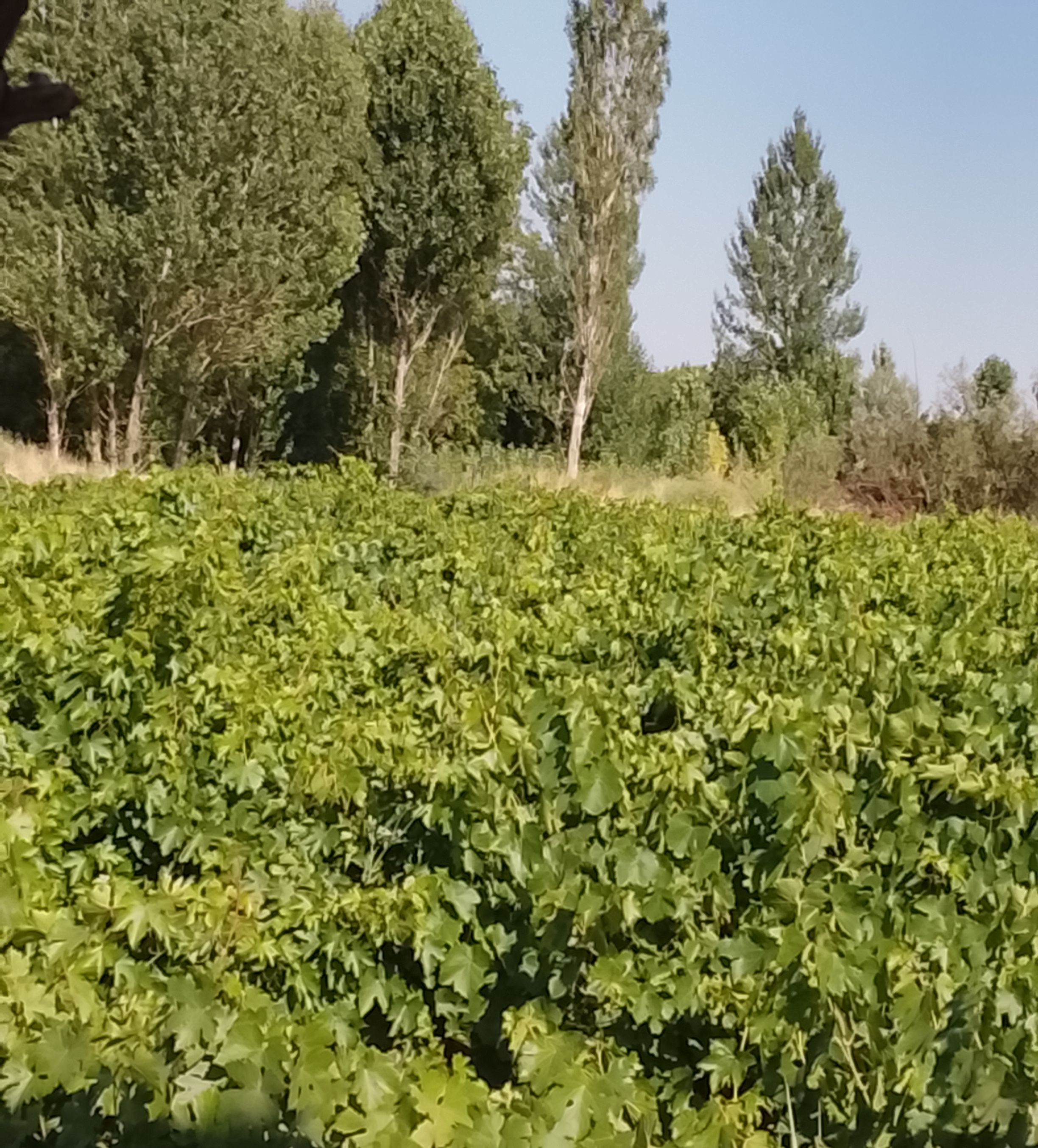 ادامه تبلور انگاره ها
