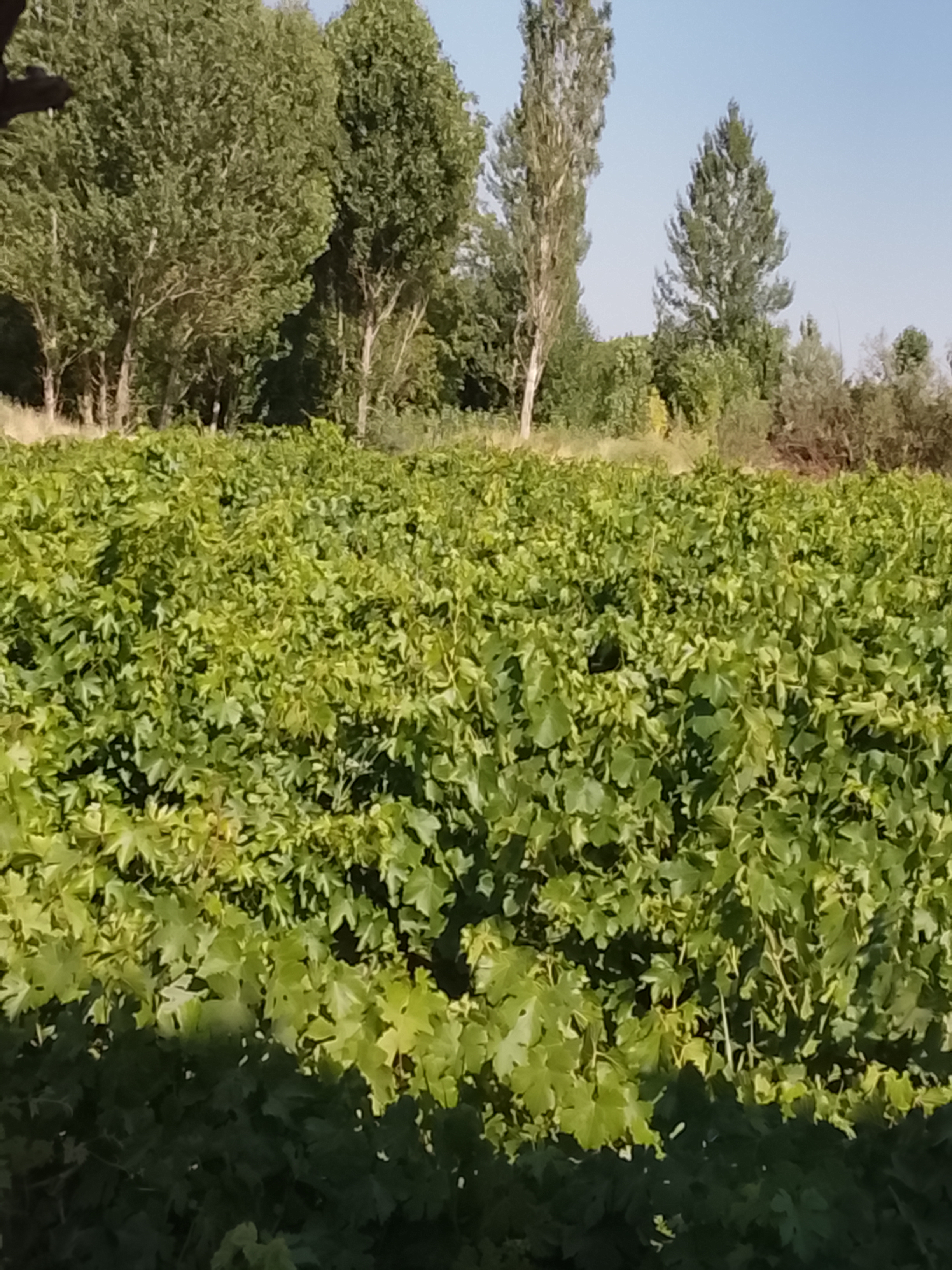 شکایت از خوانندگان