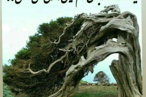 خرید وشادی نویسنده
