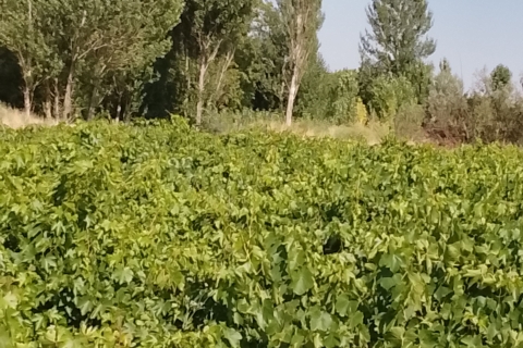 تراژدی کاشت داشت