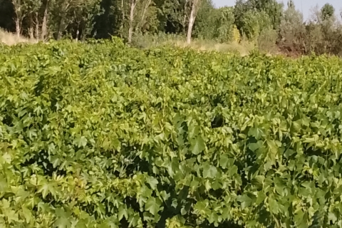 شکایت از خوانندگان